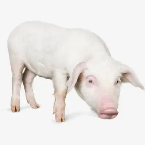 Het Plantaardige Alternatief 8 Varkensvlees vervangen